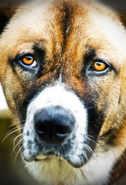 Köpek.
