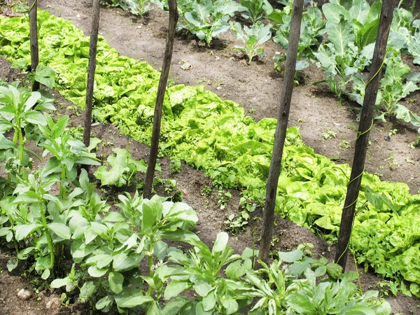 Jardim de legumes — Fotografia de Stock