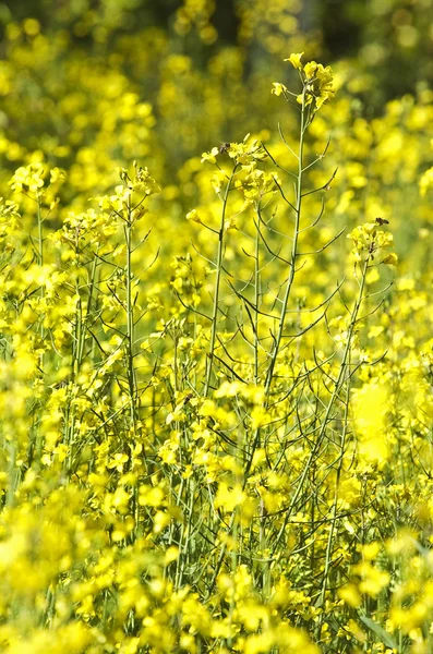 stock image Flowers