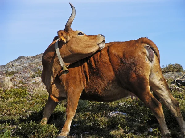 stock image Cow