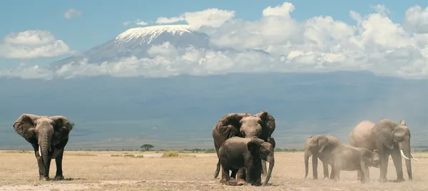 stock image Elephant family