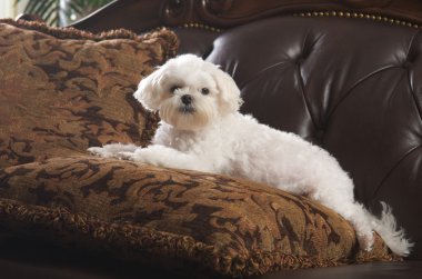 Maltese Puppy Relaxing on the Couch clipart