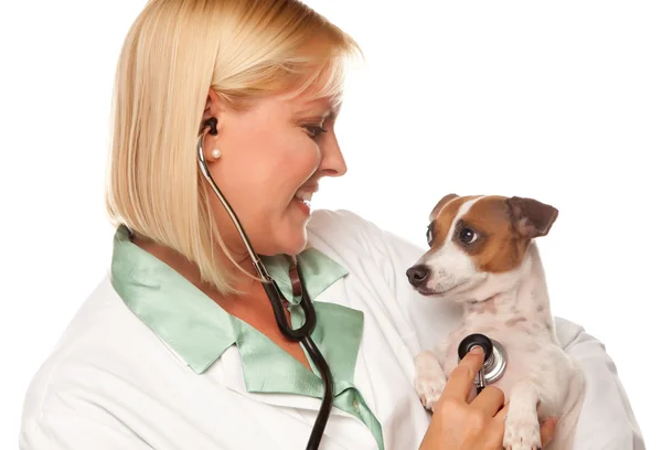 Femme médecin vétérinaire et chiot — Photo