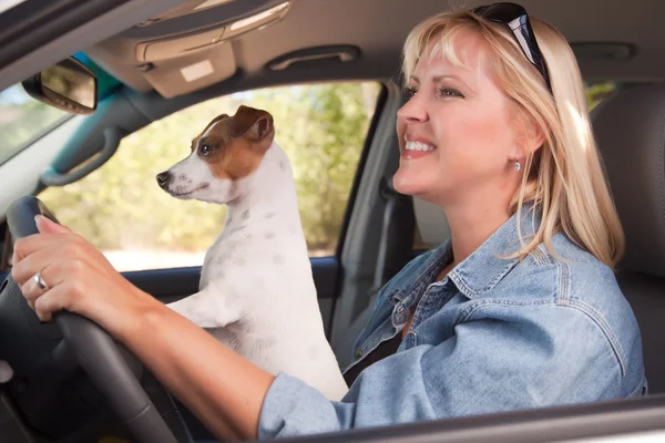 Jack russell terrier pies cieszyć jazdą — Zdjęcie stockowe