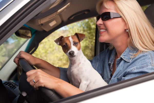 Jack Russell Terrier Dog Enjoying Ride — Stock Photo, Image