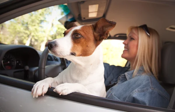 ジャック ラッセル テリア犬を車に乗って楽しんでいます — ストック写真