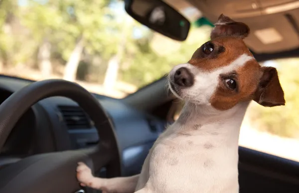 Jack russell teriér pes řídit auto — Stock fotografie