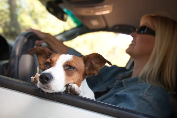 Jack russell terrier hund har med bil — Stockfoto