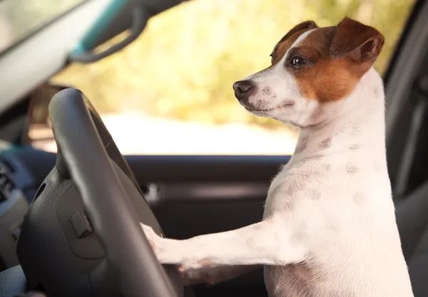 Джек Рассел тер'єр собака, насолоджуючись їзди — стокове фото