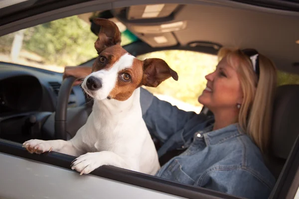 Jack Russell Terrier Cão desfrutando passeio — Fotografia de Stock