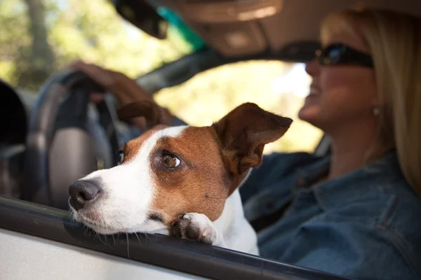 ジャック ラッセル テリア犬の乗車を楽しむ — ストック写真