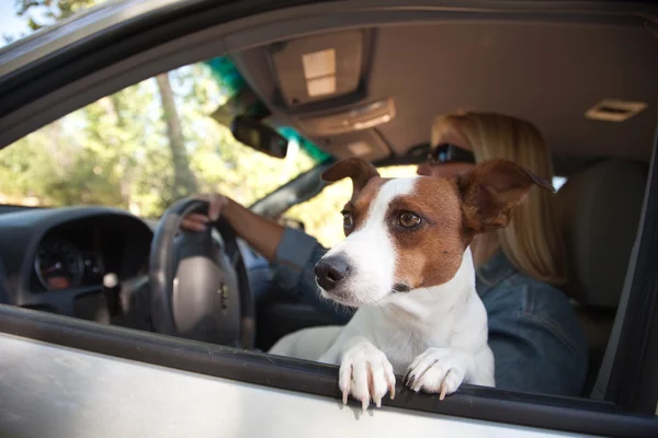 ジャック ラッセル テリア犬の乗車を楽しむ — ストック写真