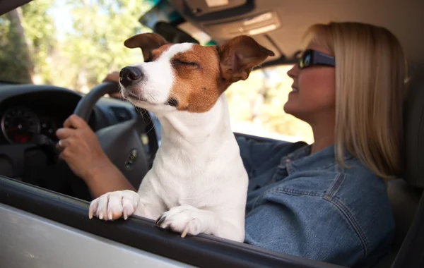 Jack Russell Terrier Hund genießt Fahrt — Stockfoto