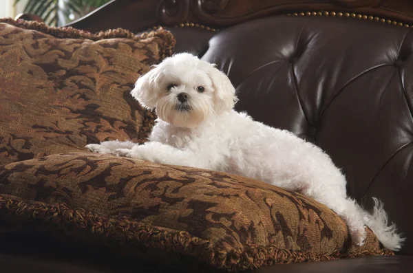 Cachorro Maltés Relajarse en el sofá — Foto de Stock