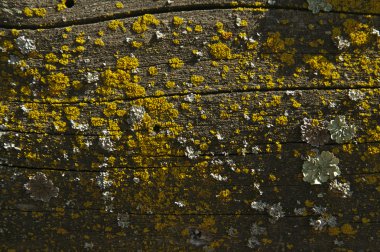 Close-up of wood log with bright fungus growth. clipart