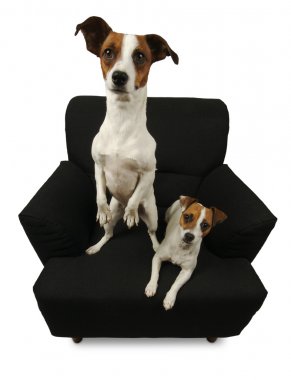 iki jack russell Terrier iskemle