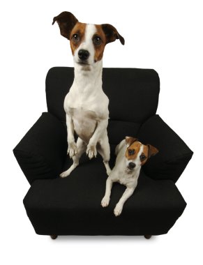 Two Jack Russell Terriers on Chair clipart