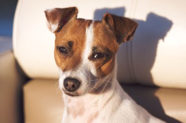 çok güzel jack russell terrier portre
