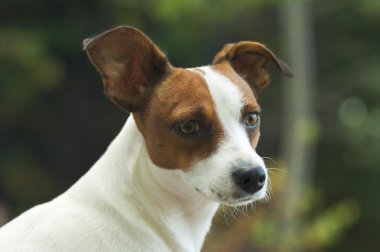 çok güzel jack russell terrier portre