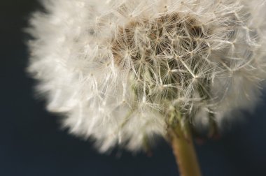 Macro Dandelion Blossom clipart