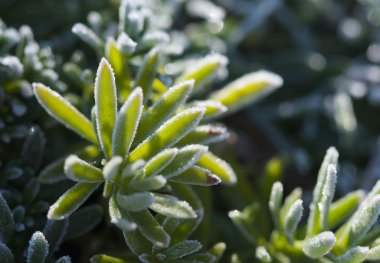 Morning Frost Crystals on Iceplant clipart