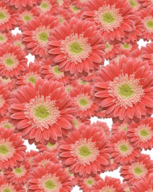 düşen gerber daisies arka plan