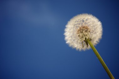 Dandelion Against Deep Blue Sky clipart