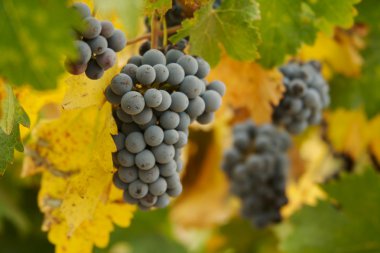 Grapes, Vines and Beautiful Leaves clipart