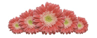 Gerber daisy satır