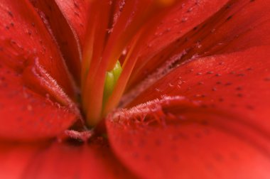 Beautiful Asiatic Lily Bloom clipart