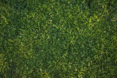 Beautiful Green Grass Background Texture clipart