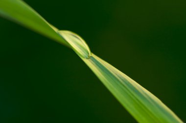 Drop on Blade of Grass clipart