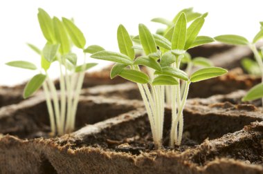 Sprouting Plants clipart