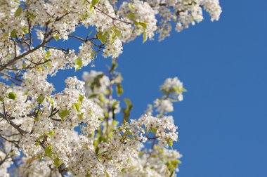 Spring Flowering Tree Blossom clipart
