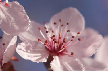 erken ilkbaharda Pembe ağaç çiçekleri