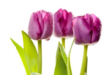 Macro of Purple Tulips with Water Drops clipart