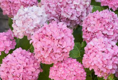 güzel ortanca çiçekleri