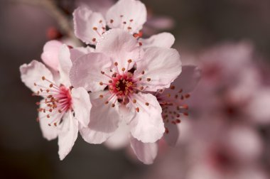 erken ilkbaharda Pembe ağaç çiçekleri