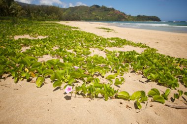 Flowers on the Bay Shoreline clipart