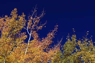 Colorful Aspen Pines Against Deep Blue Sky clipart