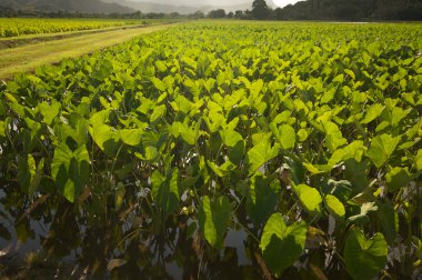 Hanalei Valley and Taro Fields on Kauai, Hawaii clipart