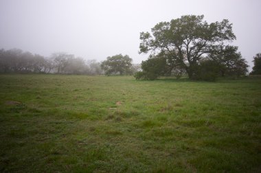 sisli kırsal ve meşe ağaçları