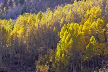 Aspen Pines Changing Color Against the Mountain clipart
