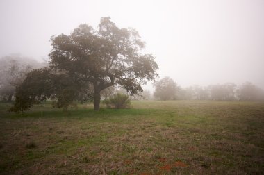 Foggy Countryside and Oak Trees clipart