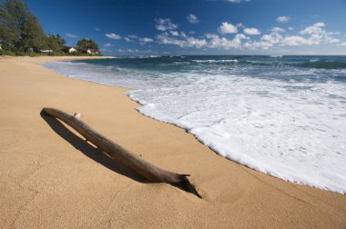 tropikal kıyı ve dalgaların karaya attığı odun Kauai, hawai