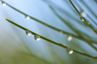 Macro Image of Water Drops on Pine Needles clipart