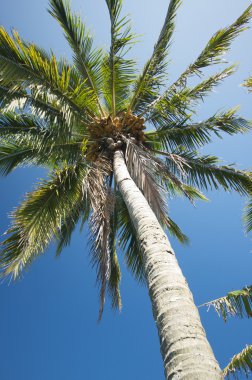 Açık mavi gökyüzüne karşı palmiye ağacı