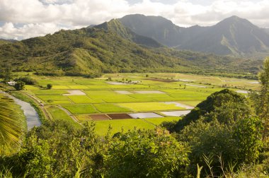 Hanalei Valley and Taro Fields on Kauai clipart
