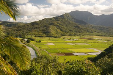 Hanalei Valley and Taro Fields on Kauai, clipart