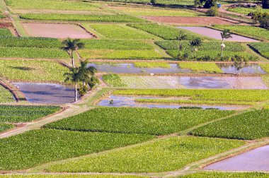 Hanalei'deki Vadisi ve taro alanları Kauai